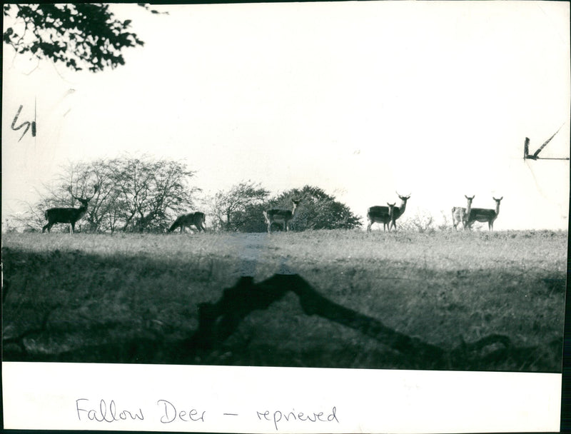 Deer Animal - Vintage Photograph