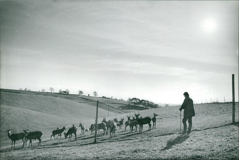 Deer Animal - Vintage Photograph