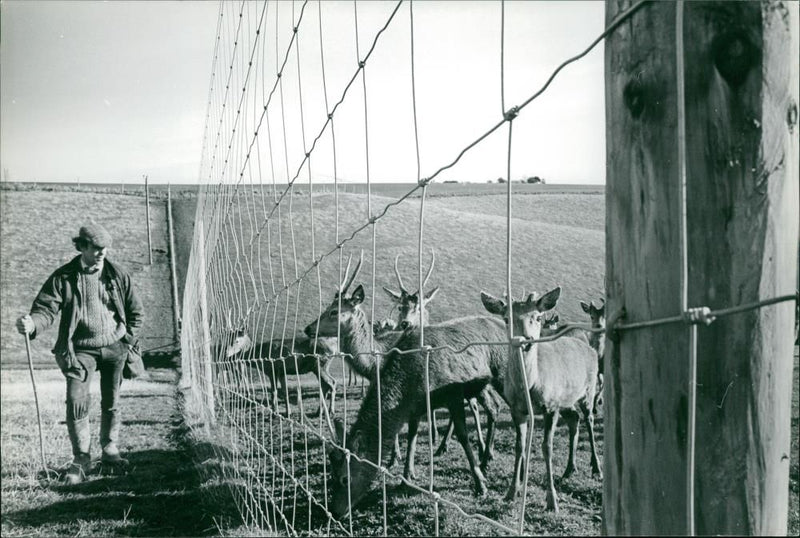 Deer Animal - Vintage Photograph