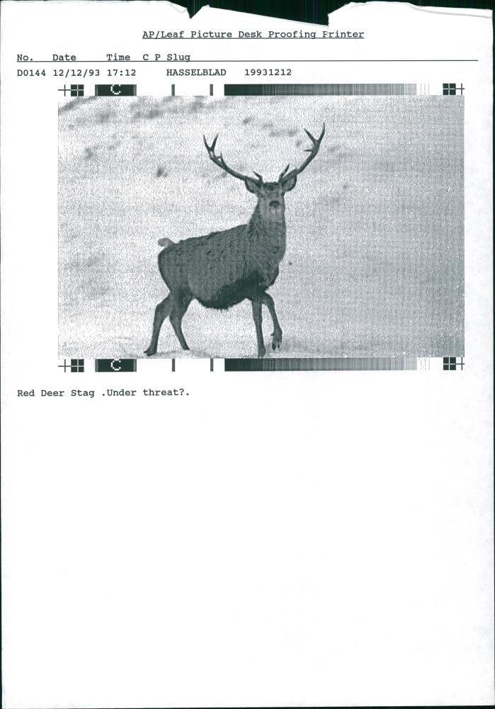 Deer Animal - Vintage Photograph