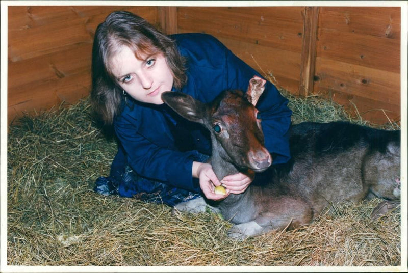 Deer Animal - Vintage Photograph