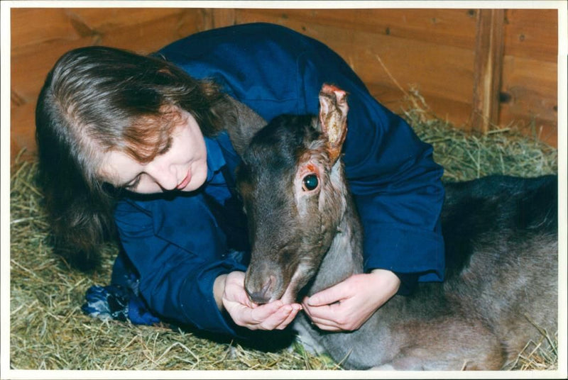 Deer Animal - Vintage Photograph