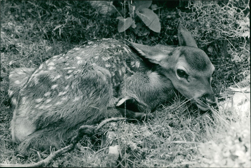 Deer Animal - Vintage Photograph