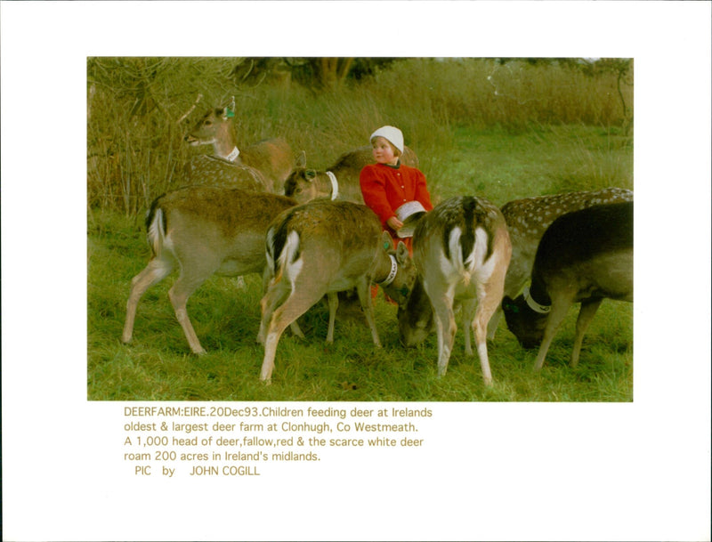 Deer Animal - Vintage Photograph