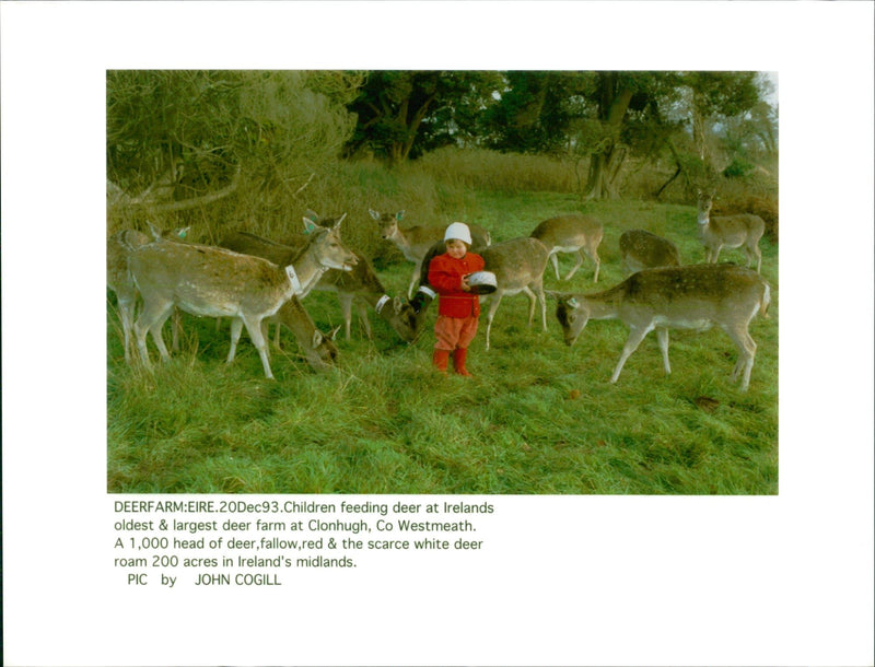 Deer Animal - Vintage Photograph