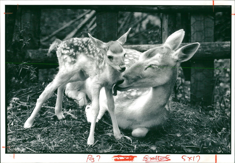 Deer Animal - Vintage Photograph