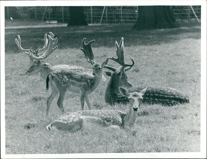 Deer Animal - Vintage Photograph