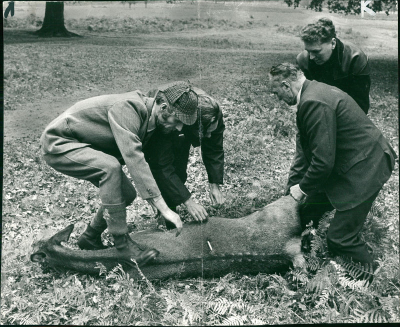 Deer Animal - Vintage Photograph