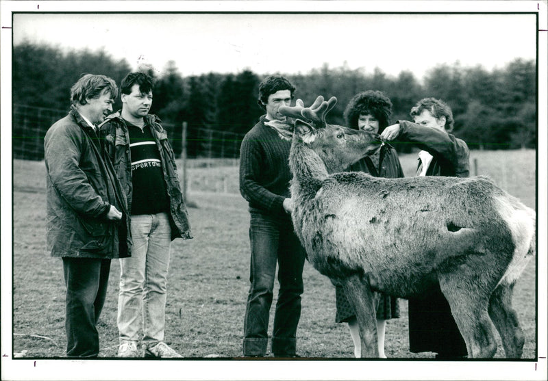 Deer Animal - Vintage Photograph