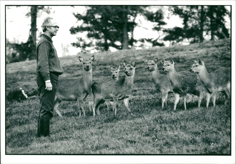 Deer Animal - Vintage Photograph