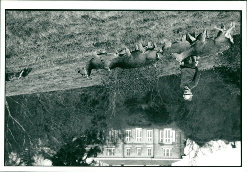 Deer Animal - Vintage Photograph