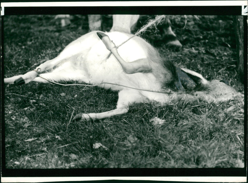 Deer Animal - Vintage Photograph