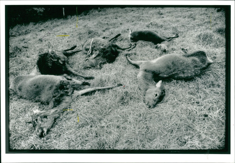 Deer Animal - Vintage Photograph