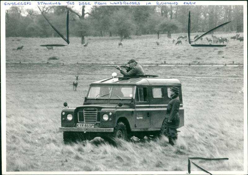 Deer Animal - Vintage Photograph