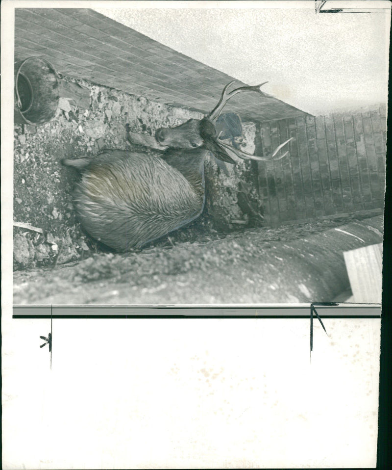 Deer Animal - Vintage Photograph