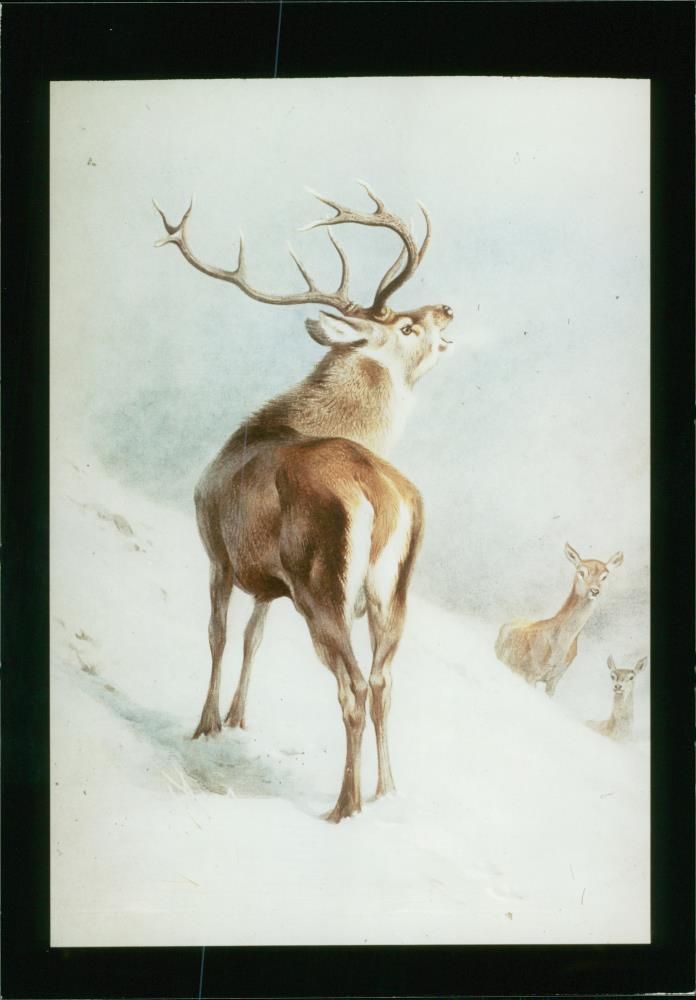 Deer Animal - Vintage Photograph