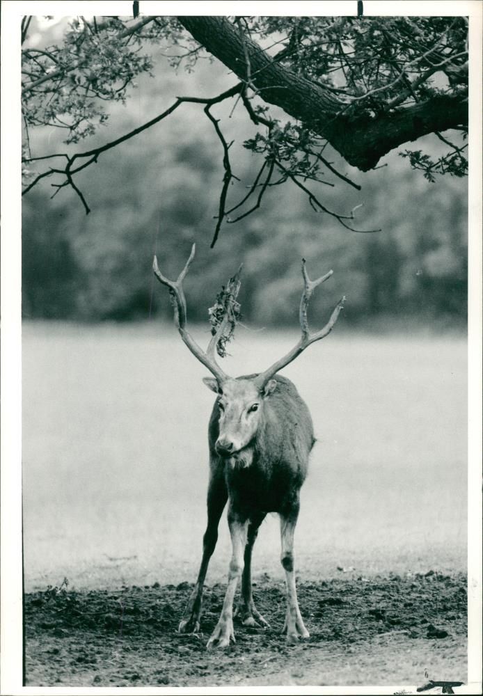 Deer Animal - Vintage Photograph