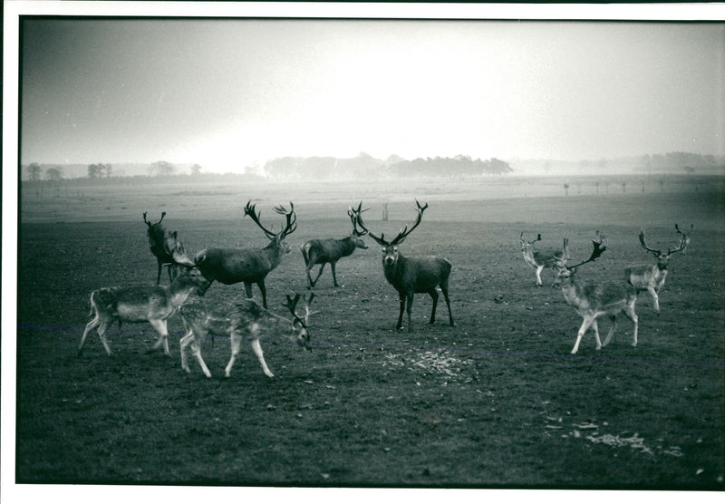 Deer Animal - Vintage Photograph