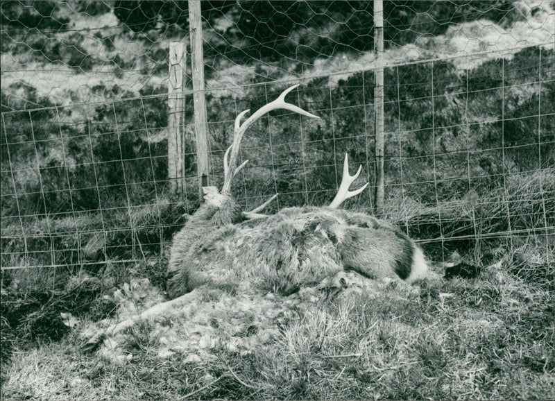 Deer Animal - Vintage Photograph