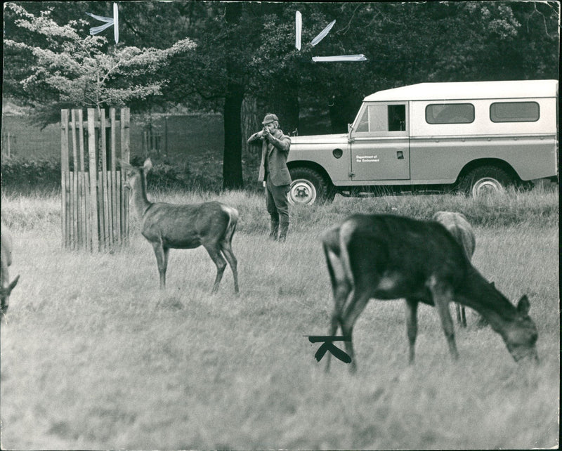 Deer Animal - Vintage Photograph