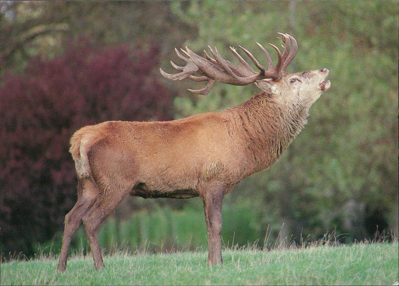 Deer Animal - Vintage Photograph