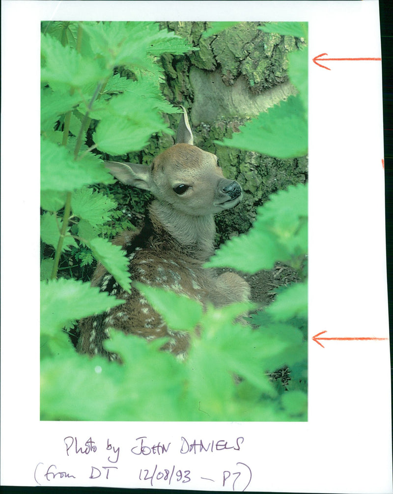 Deer Animal - Vintage Photograph