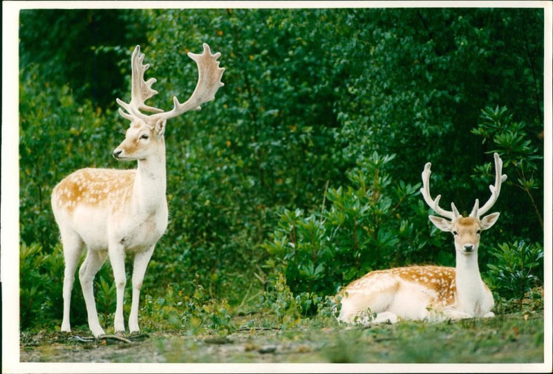 Deer Animal - Vintage Photograph