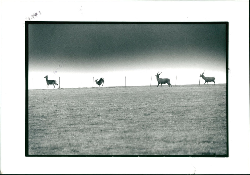 Deer Animal - Vintage Photograph