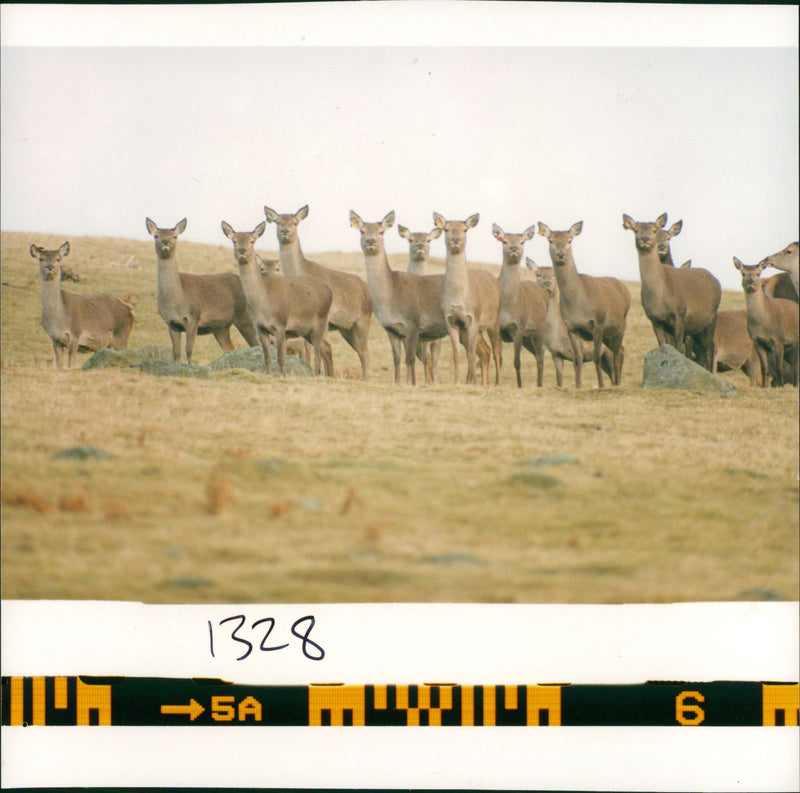 Deer Animal - Vintage Photograph