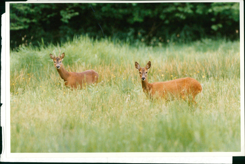 Deer Animal - Vintage Photograph