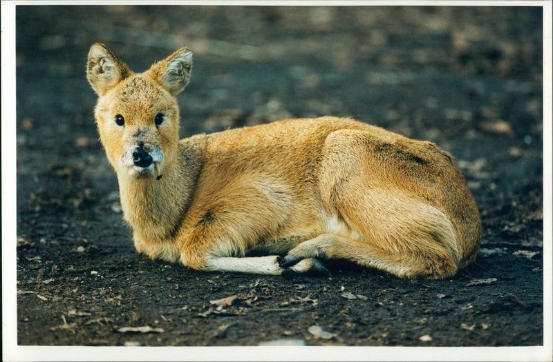 Deer Animal - Vintage Photograph