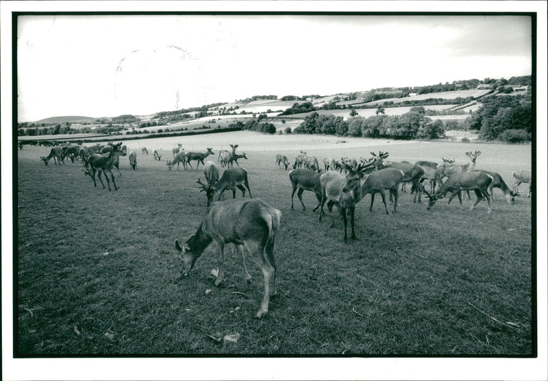 Deer Animal - Vintage Photograph