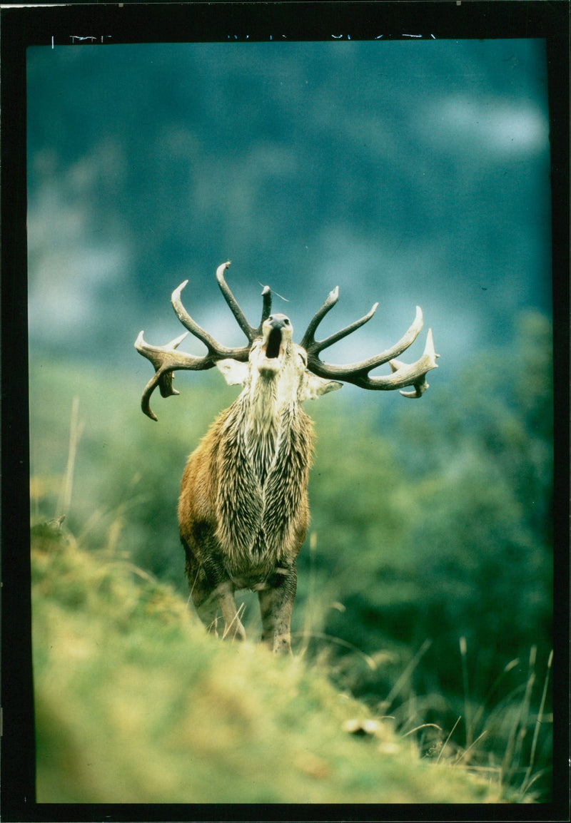 Deer Animal - Vintage Photograph