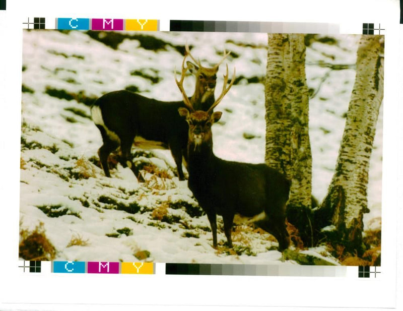 Deer Animal - Vintage Photograph