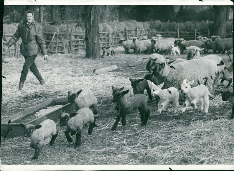 Animal Sheeps. - Vintage Photograph