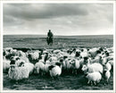Animal Sheeps. - Vintage Photograph