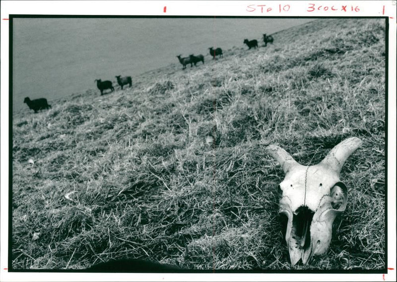 Animal Sheeps. - Vintage Photograph