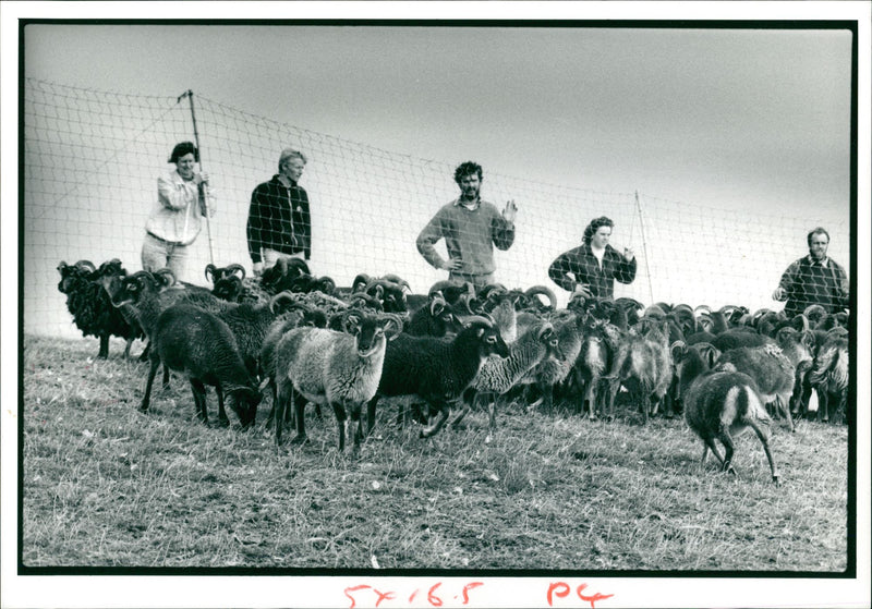 Animal Sheeps. - Vintage Photograph