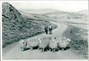 Animal Sheeps. - Vintage Photograph