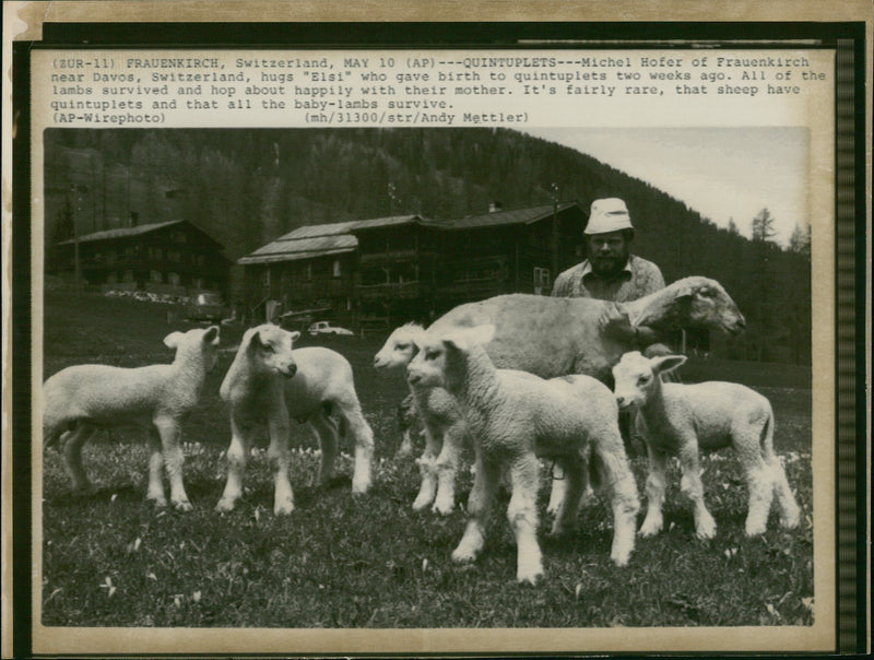 Animal Sheeps. - Vintage Photograph