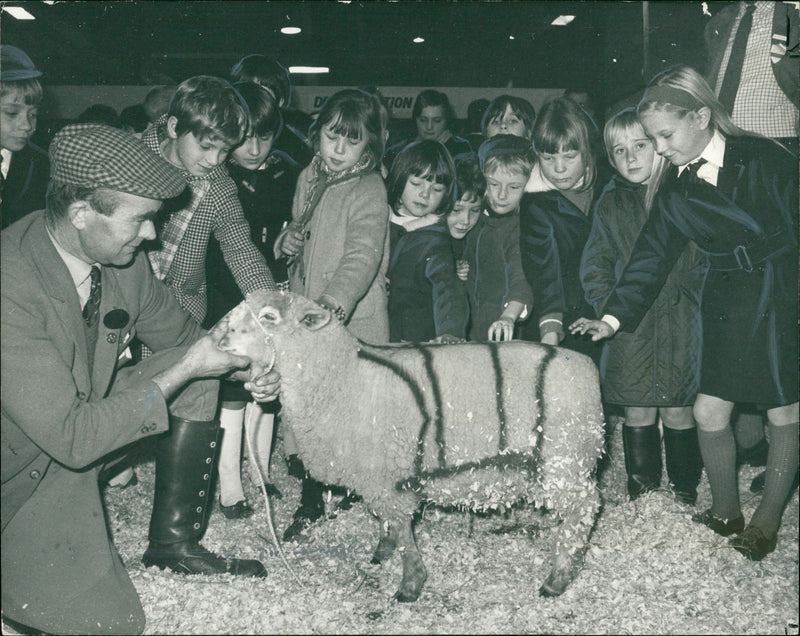 Animal Sheeps. - Vintage Photograph