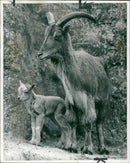 Barbary Wild Sheep - Vintage Photograph