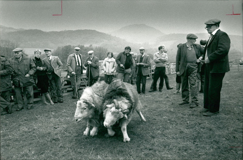 Animal Sheeps. - Vintage Photograph