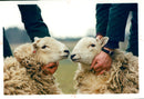 Animal Sheeps. - Vintage Photograph