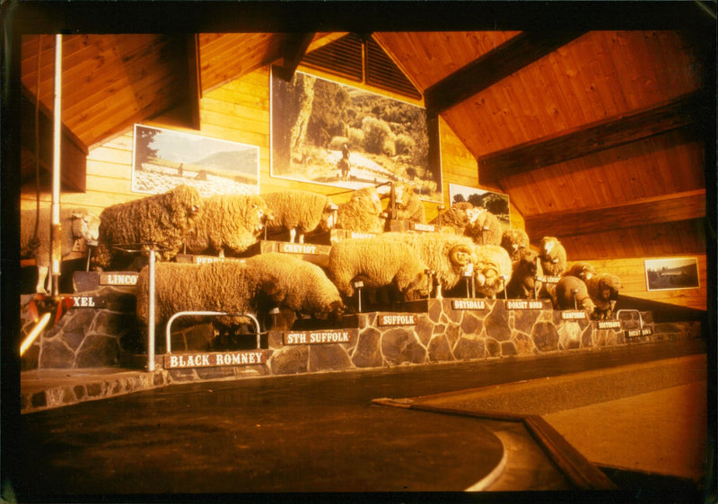 Animal Sheeps. - Vintage Photograph