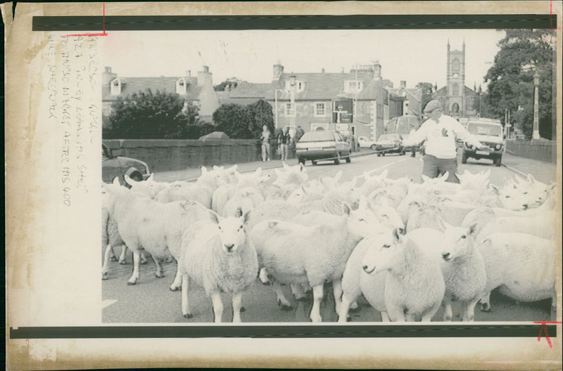 Animal Sheeps. - Vintage Photograph