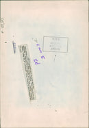 Animal Sheeps. - Vintage Photograph