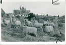Animal Sheeps. - Vintage Photograph