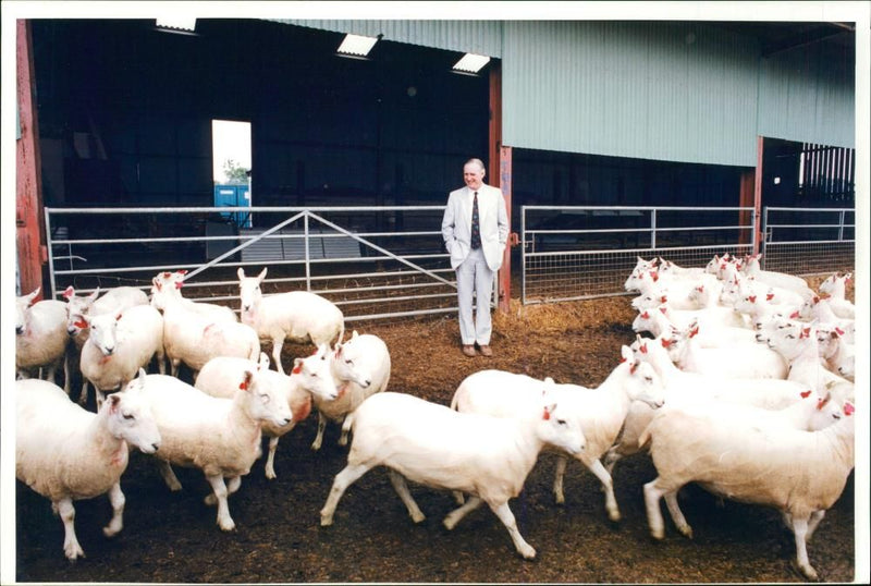 Animal Sheeps. - Vintage Photograph