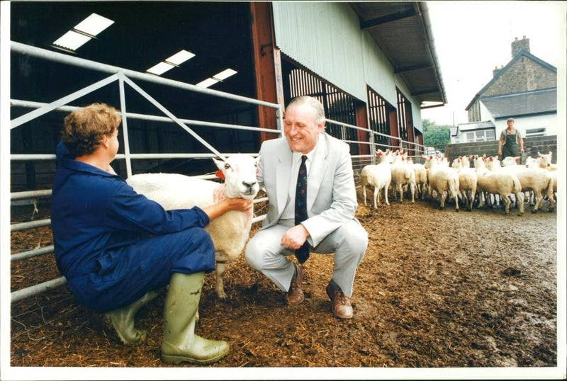 Animal Sheeps. - Vintage Photograph